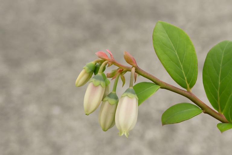 ブルーベリー　花芽形成
