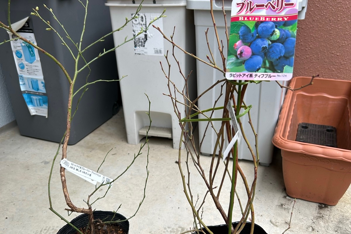 ブルーベリーの植え付け時期｜休眠期の3月に植え付けた苗