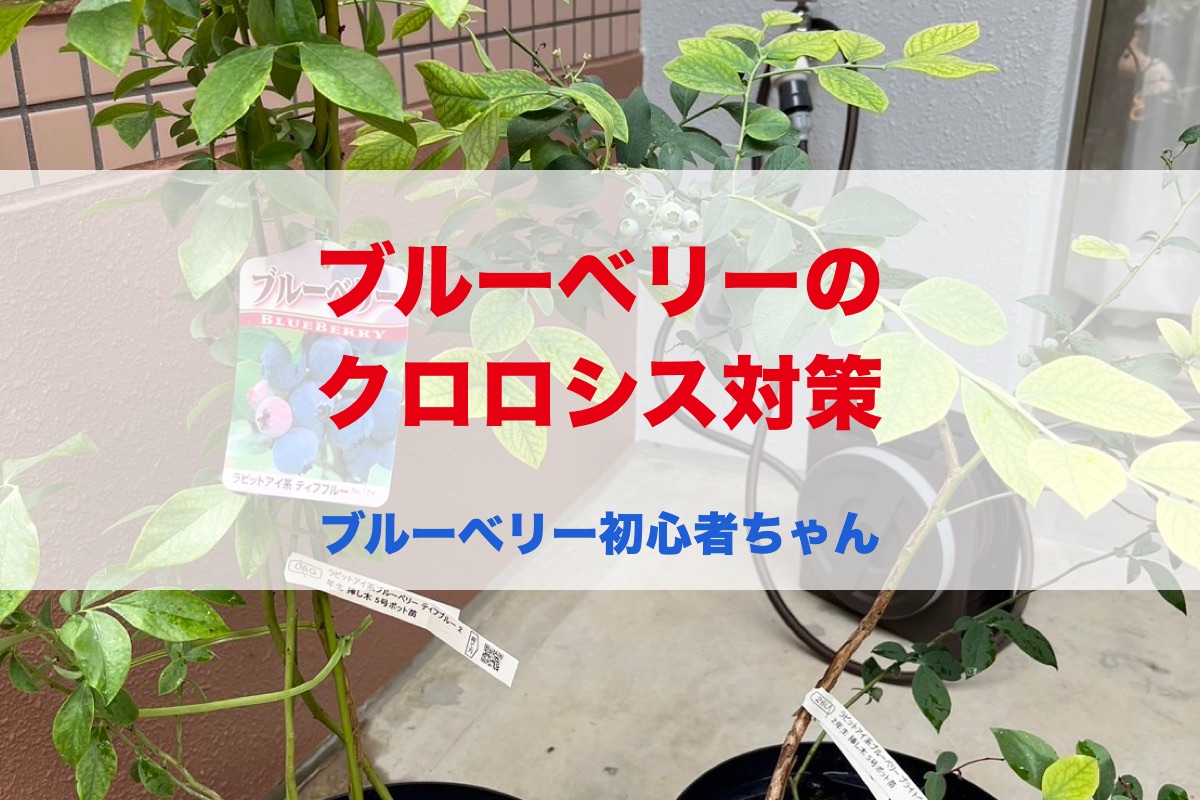 ブルーベリーのクロロシス対策｜葉が黄色・白くなる原因とメネデールの使い方【ベランダ鉢植えの実体験】