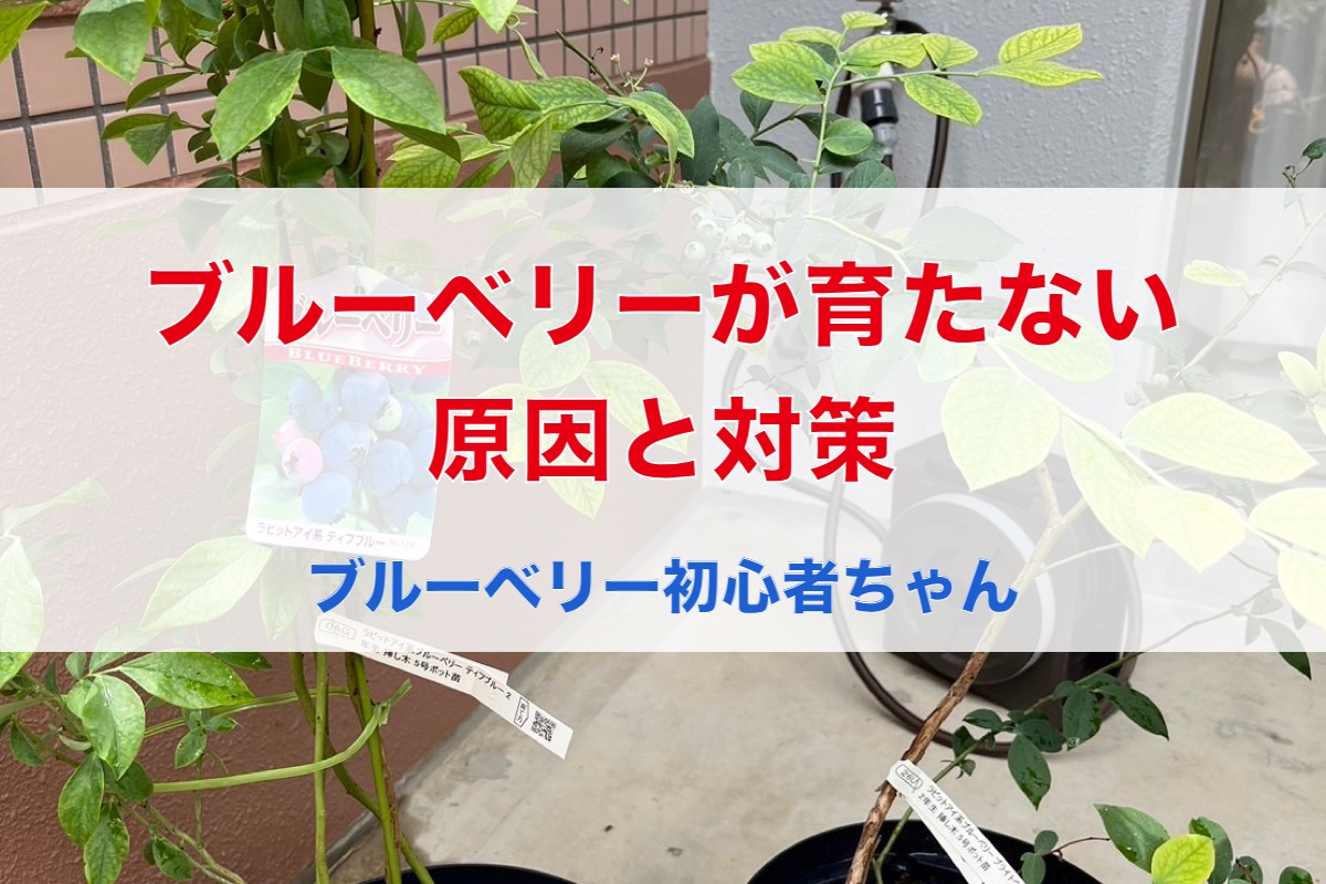 ブルーベリーが育たない・大きくならない原因と対策