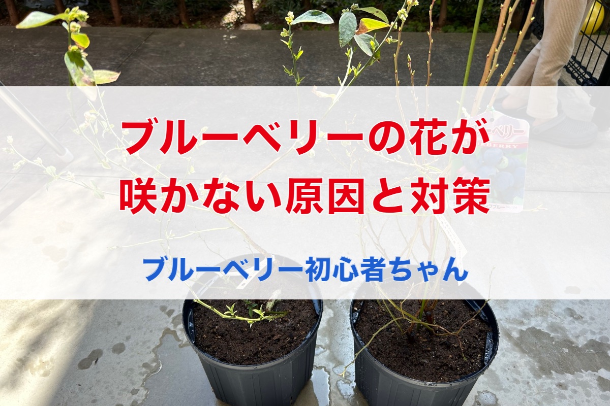 ブルーベリーの花が咲かない・花芽がつかない原因と対策｜葉っぱばかりの時に見直す6つのこと【実体験】