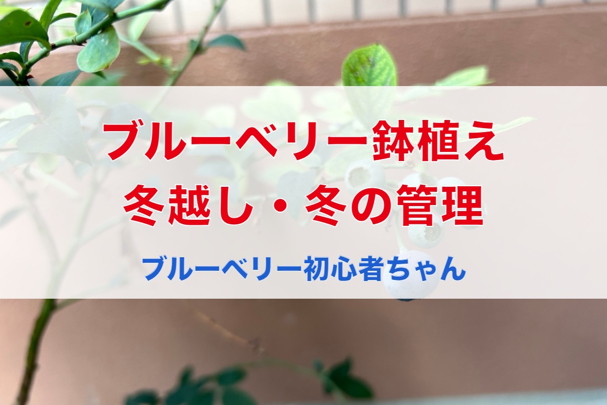 ブルーベリー鉢植えの冬越し・冬の管理｜初心者がやること・やらなくていいこと