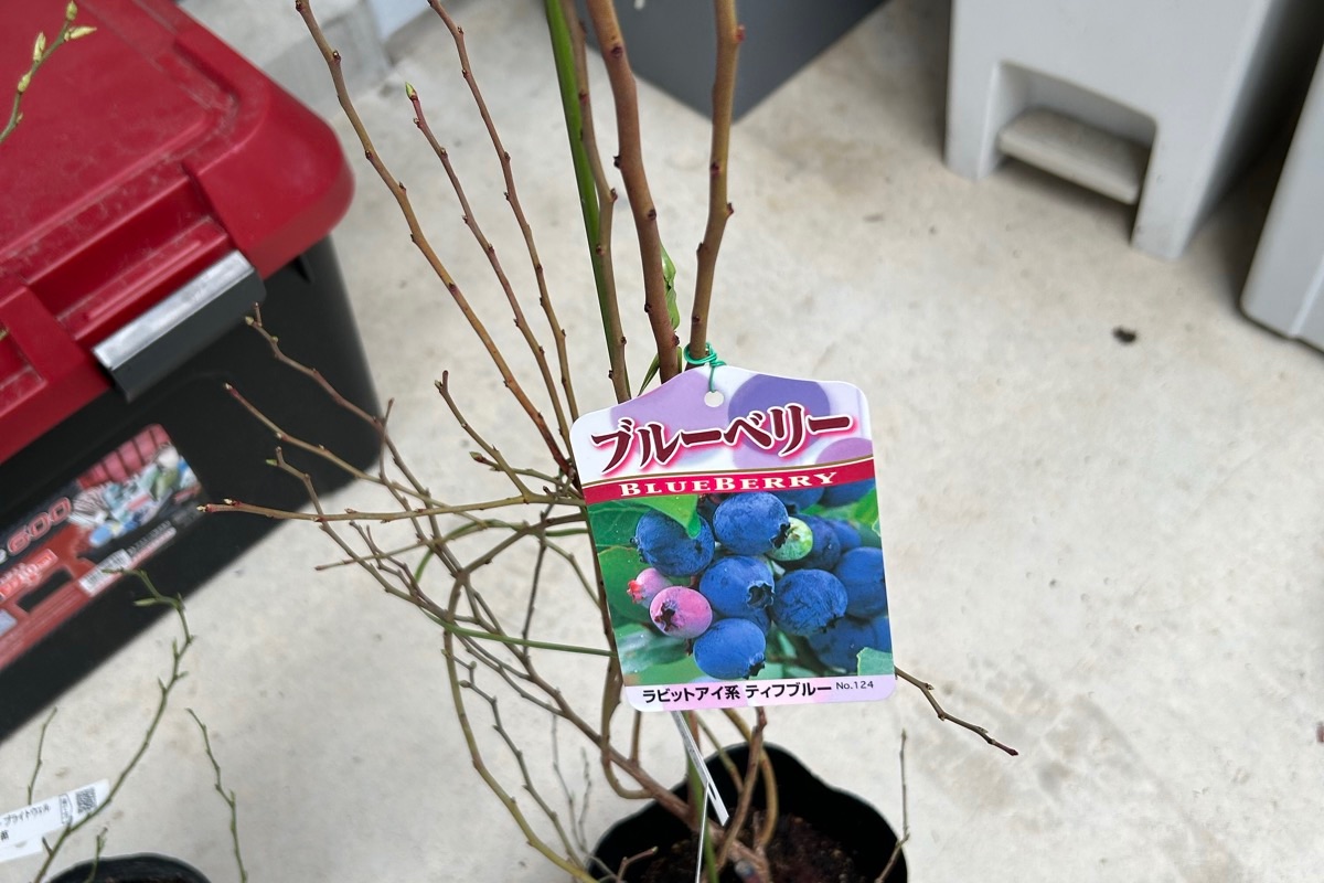 冬のブルーベリー鉢植え｜葉が落ちて枝だけになったティフブルー（3月）