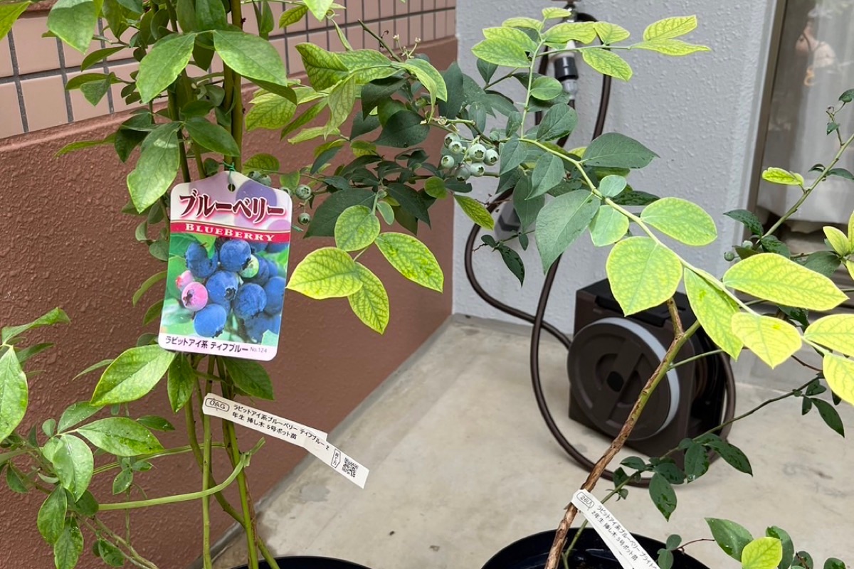 ベランダで育てているブルーベリー鉢植え｜ブライトウェルとティフブルー