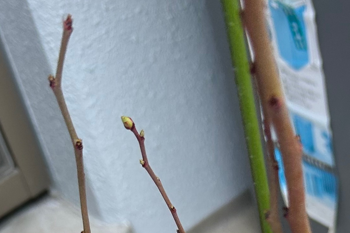 ブルーベリーの枝先の芽｜冬から春先にかけての芽の様子（3月）