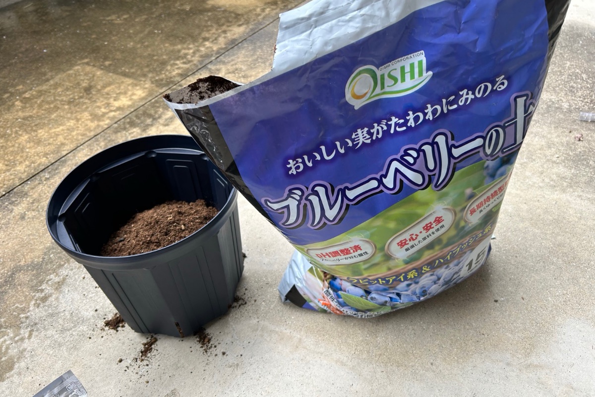 ブルーベリーの植え替え・鉢増しの時期は11〜3月｜ブルーベリーの土と鉢