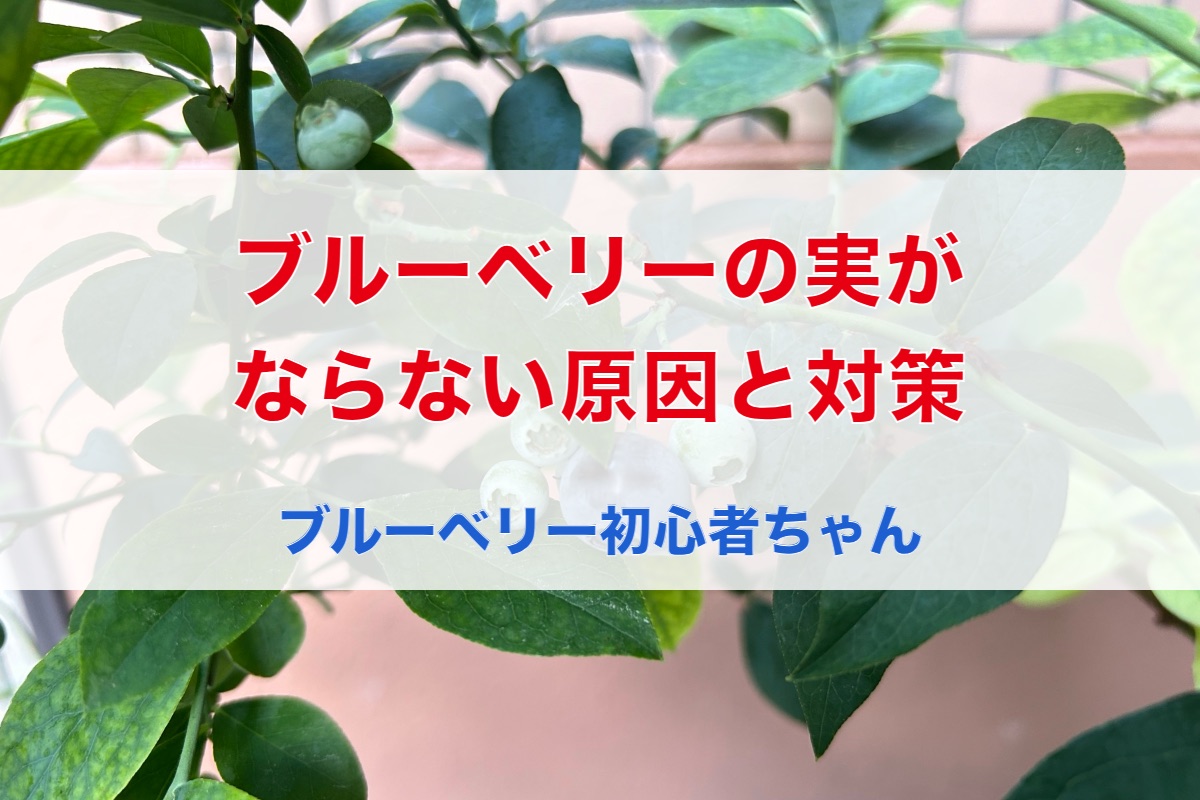 ブルーベリーの実がならない原因と対策｜花は咲くのに実がつかない時に見直す5つのこと【ベランダ栽培の実体験】
