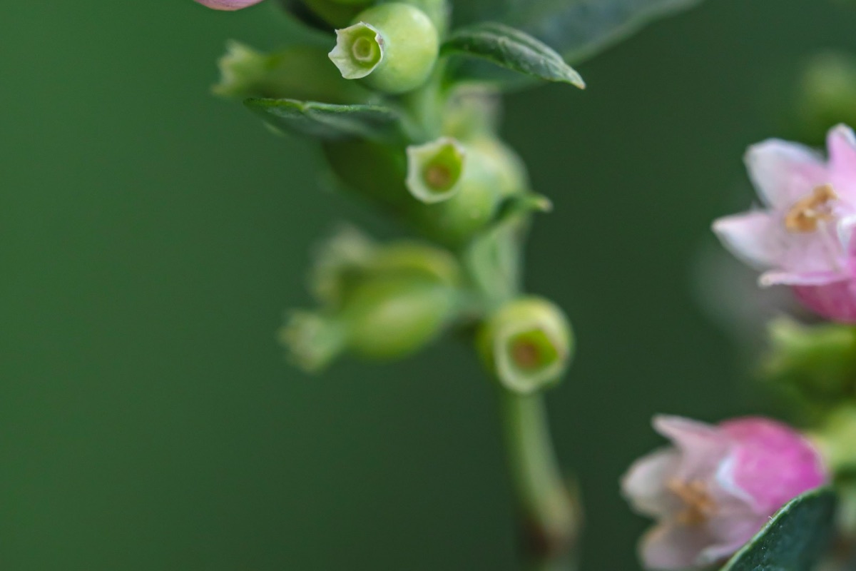 ブルーベリーの花とつぼみ｜受粉させる品種は開花時期を合わせる