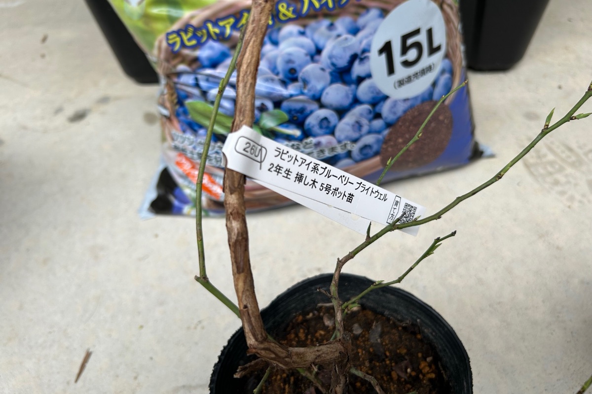 ブルーベリーの若い苗木｜実がなり始めるのは植えてから2〜3年が目安