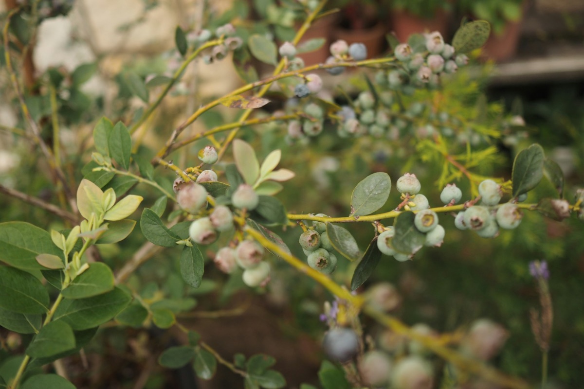 ブルーベリーの花が少ないと実も少ない｜花芽がつかない原因