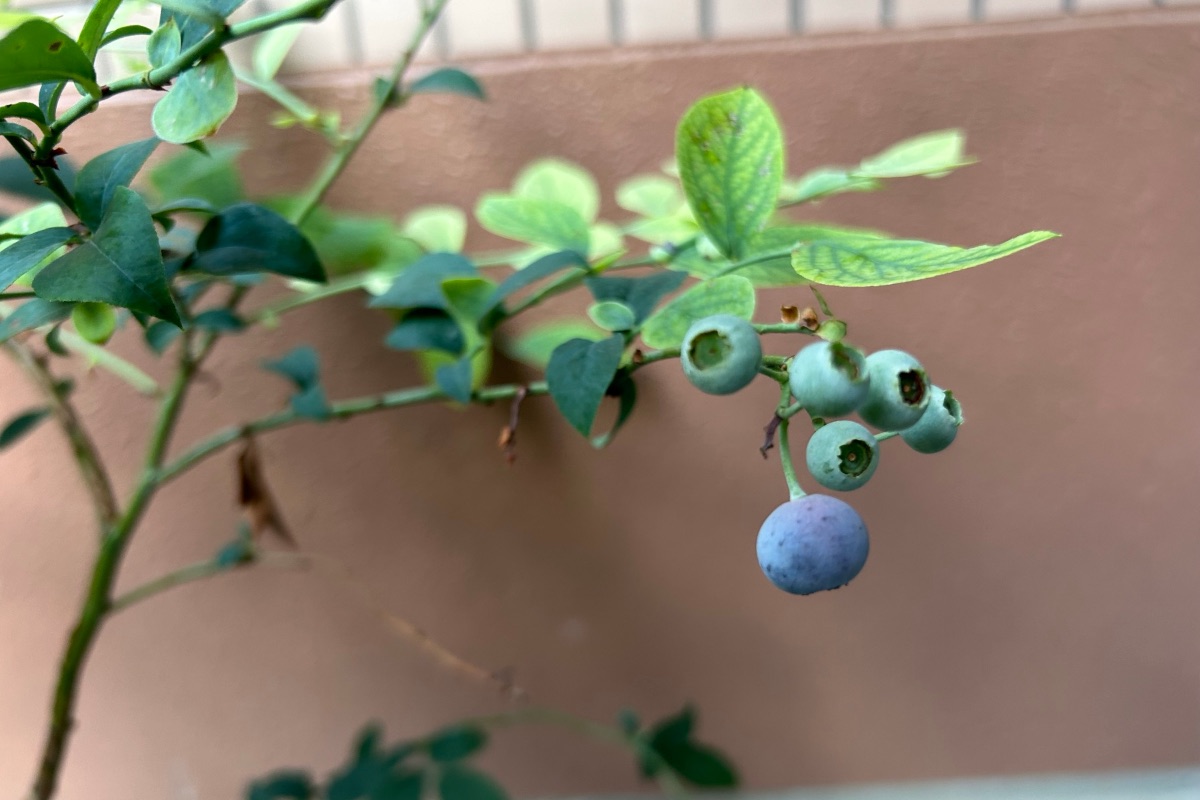 ベランダの鉢植えでなったブルーベリーの実（2024年7月）